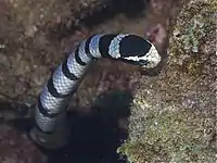 A photo of the head of L. colubrina, showing its characteristic yellow snout