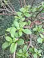 Spring shoots, emerging from older, arching growth of mature specimen, Royal Botanic Garden Edinburgh.