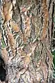 Mature (shrub) bark, clad completely in corky tissue with reticulate pattern. Base of main trunk of mature specimen Royal Botanic Garden Edinburgh.