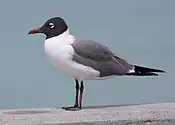 Laughing gull, alternate plumage, North Carolina, US, 2016