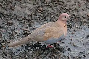 Female S. s. senegalensis, Gambia