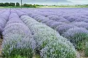 Lavandula fields near Drama