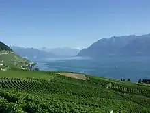 Lavaux vineyards