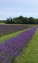 Lavender in July