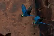 A blue macaw yellow cheeks and eye-spots