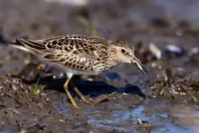 Playero menudo (Calidris minutilla)