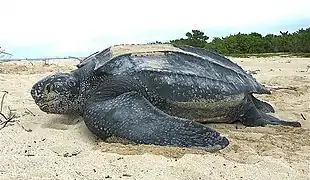 Leatherback sea turtle