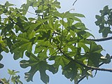 Leaves