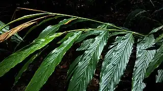 Leaves of cardamom