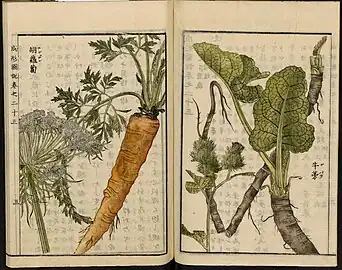 Arctium lappa L. (right), illustration from the Japanese agricultural encyclopedia Seikei Zusetsu (1804)