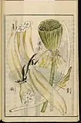 Illustration from the Seikei Zusetsu Leiden University Library, Ser. 1042