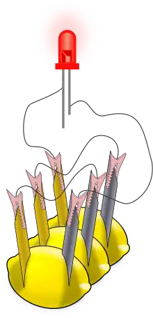 A drawing showing three lemons and a glowing red object (the LED). The LED has two lines coming out of its bottom to represent its electrical leads. Each lemon has two metal pieces stuck into it; the metals are colored differently. There are thin black lines, representing wires, connecting the metal pieces stuck into each lemon and the leads of the LED.