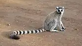 gray lemur sitting on dirt