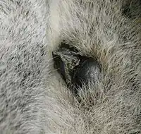 Close-up of a male ring-tailed lemur's wrist, showing a black scent gland and a thorn-like spur next to it