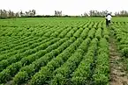 Field of the lentils for which the island is famed