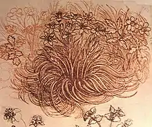 Drawing of flowers by Da Vinci