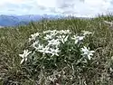 Several edelweiss together with the typical growth form in the Zillertal Alps in South Tyrol.