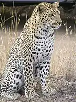 A leopard