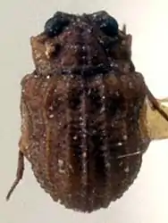 Specimen of Lepicerus inaequalis (Lepiceridae)