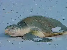 Lepidochelys kempii on beach.