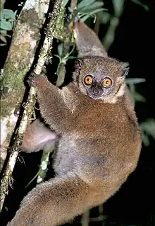 Brown lemur