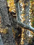 Gray lemur