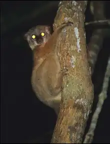 Brown lemur