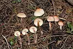 Lepiota castaneidisca