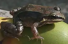 Ranita de labio blanco(Leptodactylus albilabris)