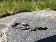 Leptotyphlops type species; Black thread snake (L. nigricans)