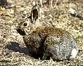 Snowshoe hare (Lepus americanus)