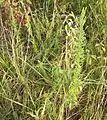 Lespedeza sericea plant growing in Kansas (with two more in the background).  Taken in September 2013.