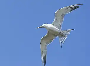 T. b. bengalensis, Kutch, India