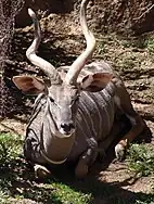 Lesser kudu (Tragelaphus imberbis)