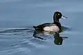 Lesser scaup drake in basic plumage. Note typical head shape; purple sheen visible on neck.