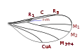 Lestremiini wing veins