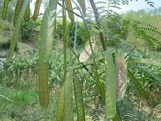 Zarzilla(Leucaena leucocephala)