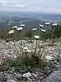 Leucanthemum graminifolium