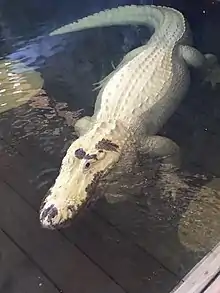 Leucistic American alligator(Alligator mississippiensis)