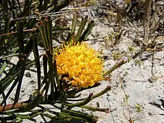 L. hypophyllocarpodendron subsp. canaliculatum