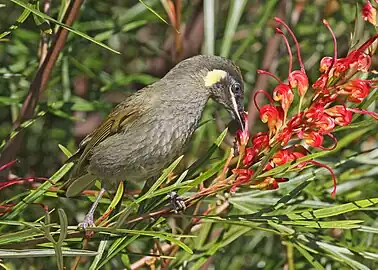 M. l. lewinii Feeding on the nectar of a Grevillea flower