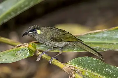 M. l. mab, Atherton Tableland