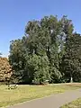 U. laevis, Ladywell Fields, Lewisham, London, 2023, locally misidentified as a 'Klemmer' Dutch elm