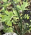 Young plant bearing unusually deeply-lobed leaves, Paxton, Scottish Borders