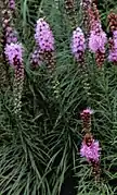 Blazing star - Liatris spicata 'Kobold'