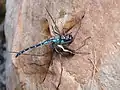 Megadolomedes australianus with a dragonfly as prey