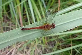 Autumn meadowhawk (Sympetrum vicinum)