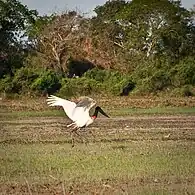 A moment before flying on Laguna Oca, Formosa, Argentina