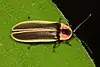 A lightning bug on a leaf
