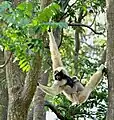 Pileated gibbon.Cambodia has the largest population in the world of this endangered ape.